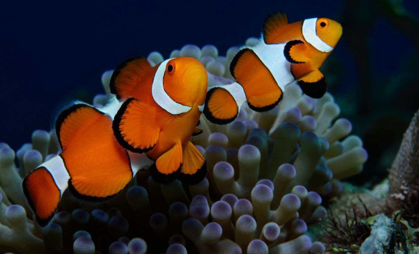 How and when do clownfish get their vibrant stripes?