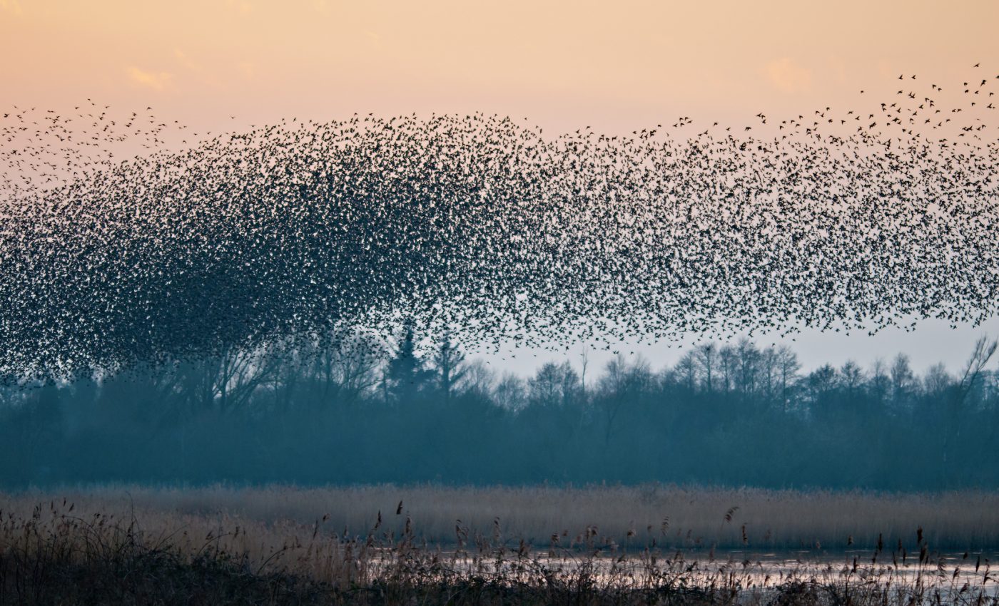 Sometimes Twitter can provide reliable data for studying animals