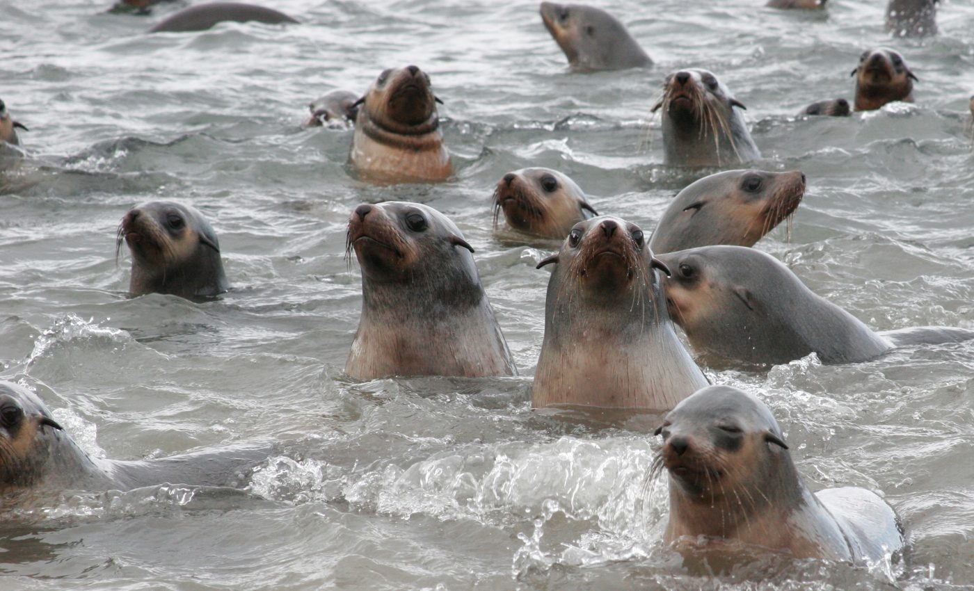 Fur seal pup populations down for the first time since the 1970s