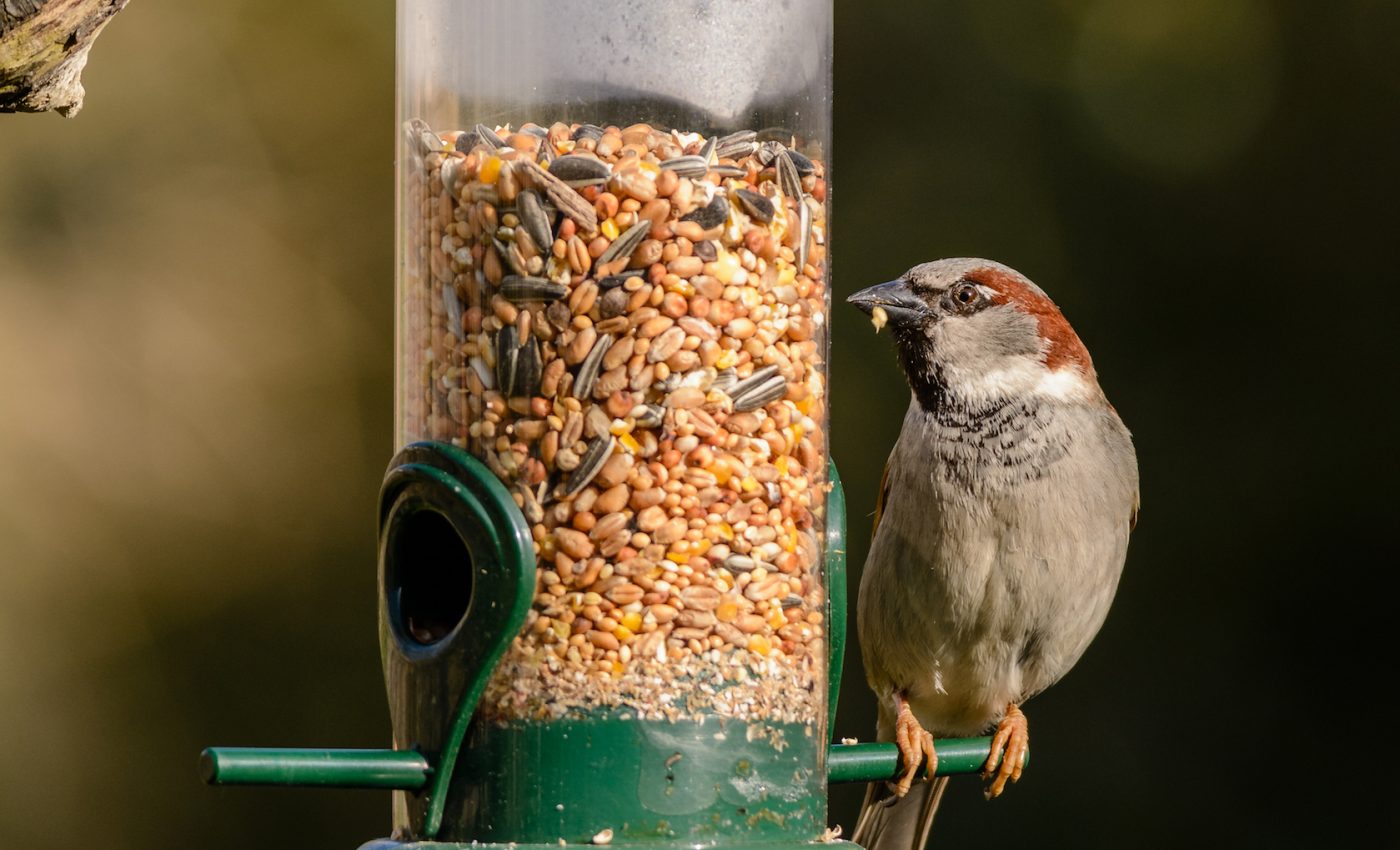 Bird feeders often monopolized by larger, dominant birds