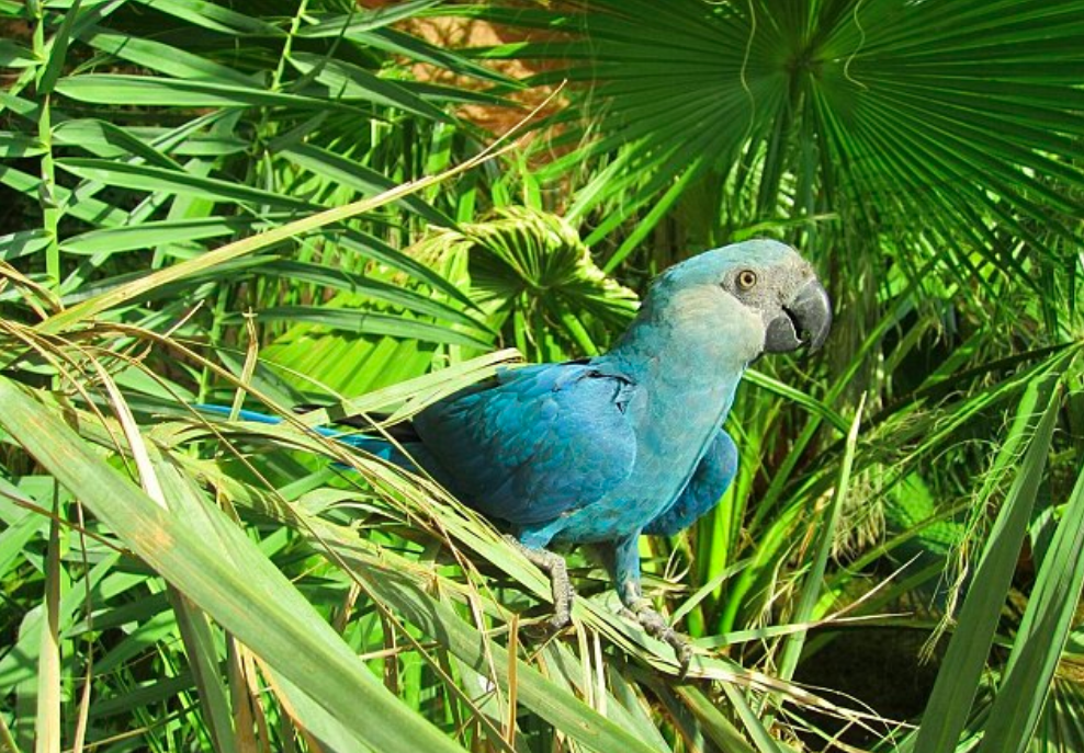 Eight species of birds to be declared as extinct