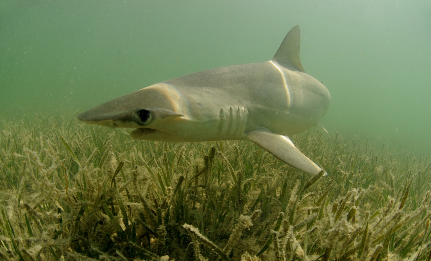 First vegetarian shark found who only feeds on seagrass