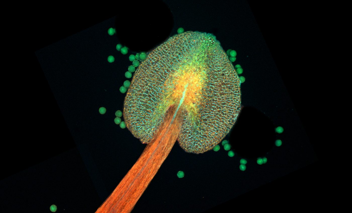 Hormone could help create climate change-resistant plants