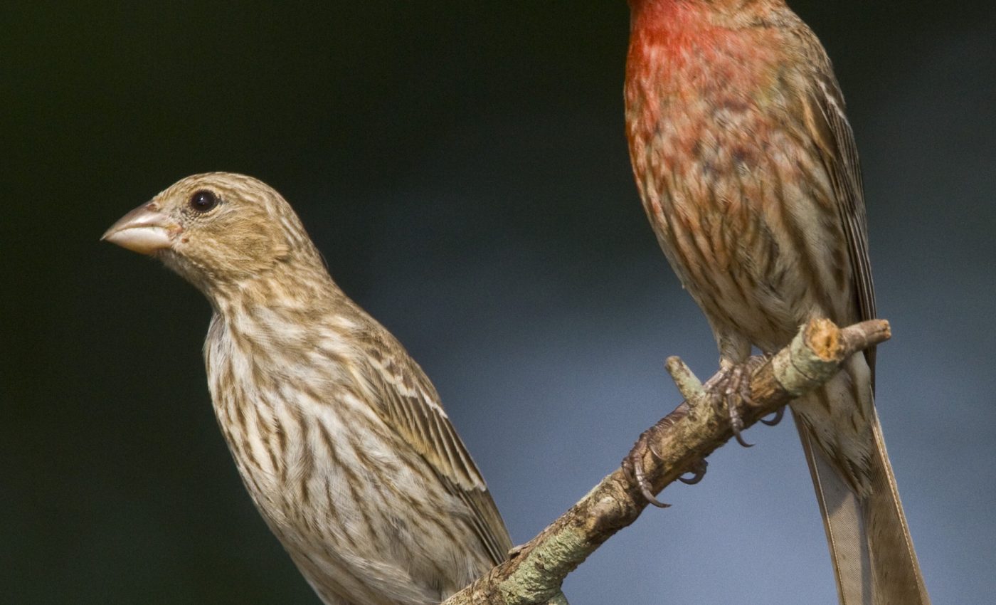 Species in conflict evolve in response to each other