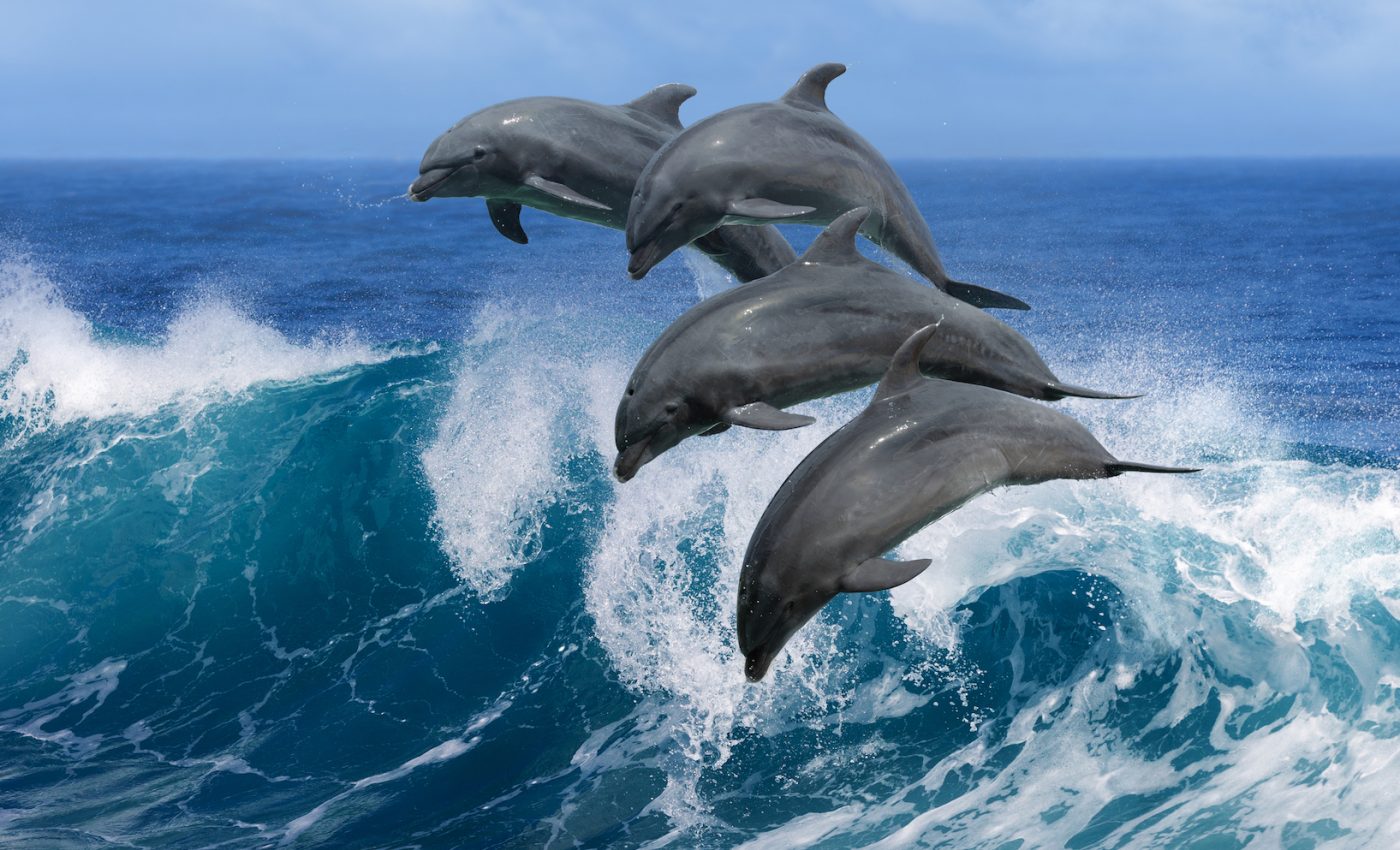Harmful human-made chemical compounds found in dolphins