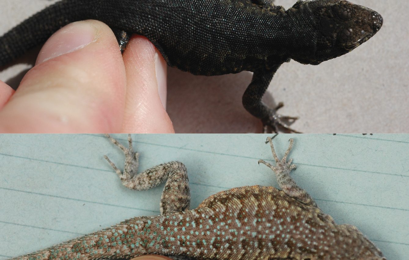 Adaptation allows lizards to completely change their color