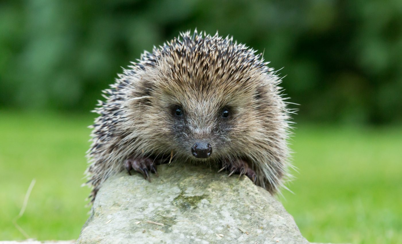 Major declines in hedgehog populations in the UK countryside