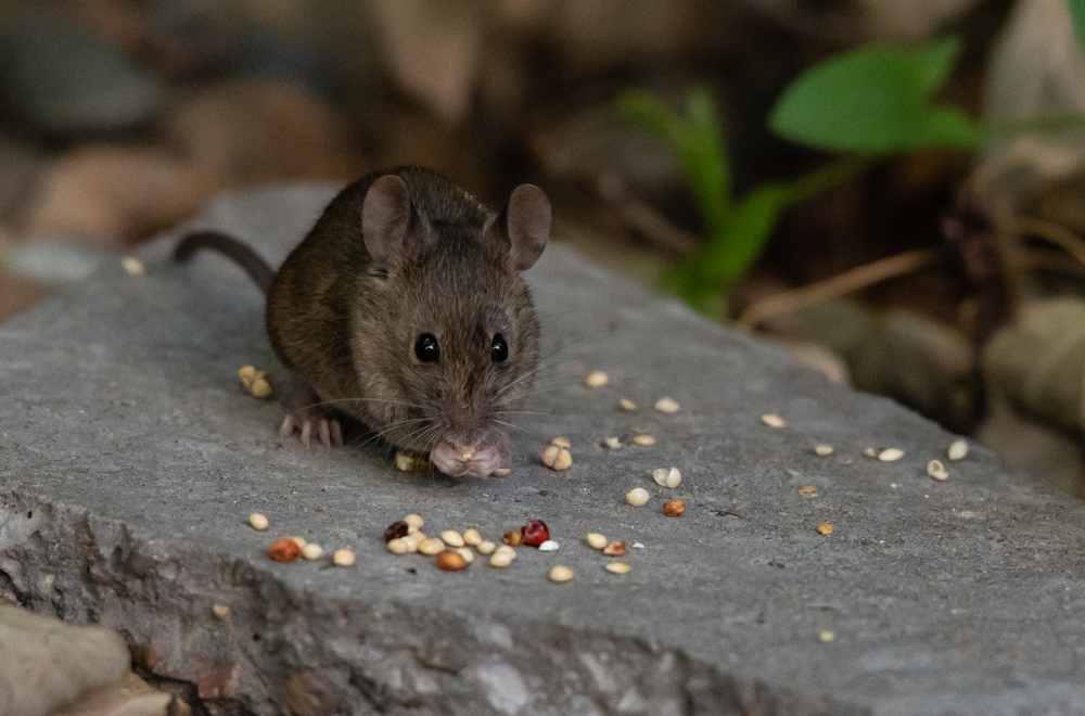 Longer daily fasting between meals makes mice healthier