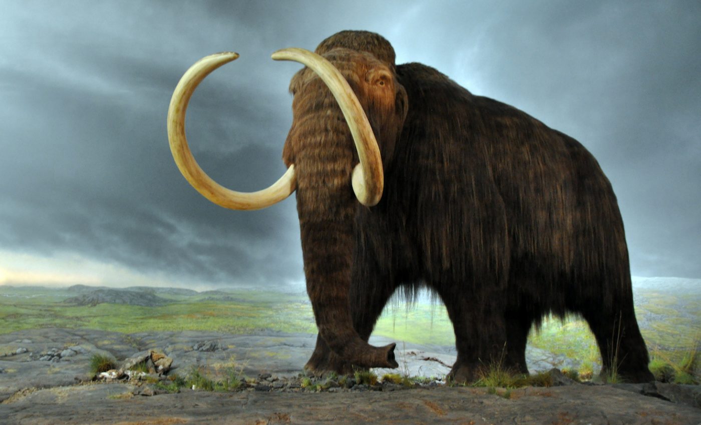 Fossil finding reveals why woolly mammoths went extinct