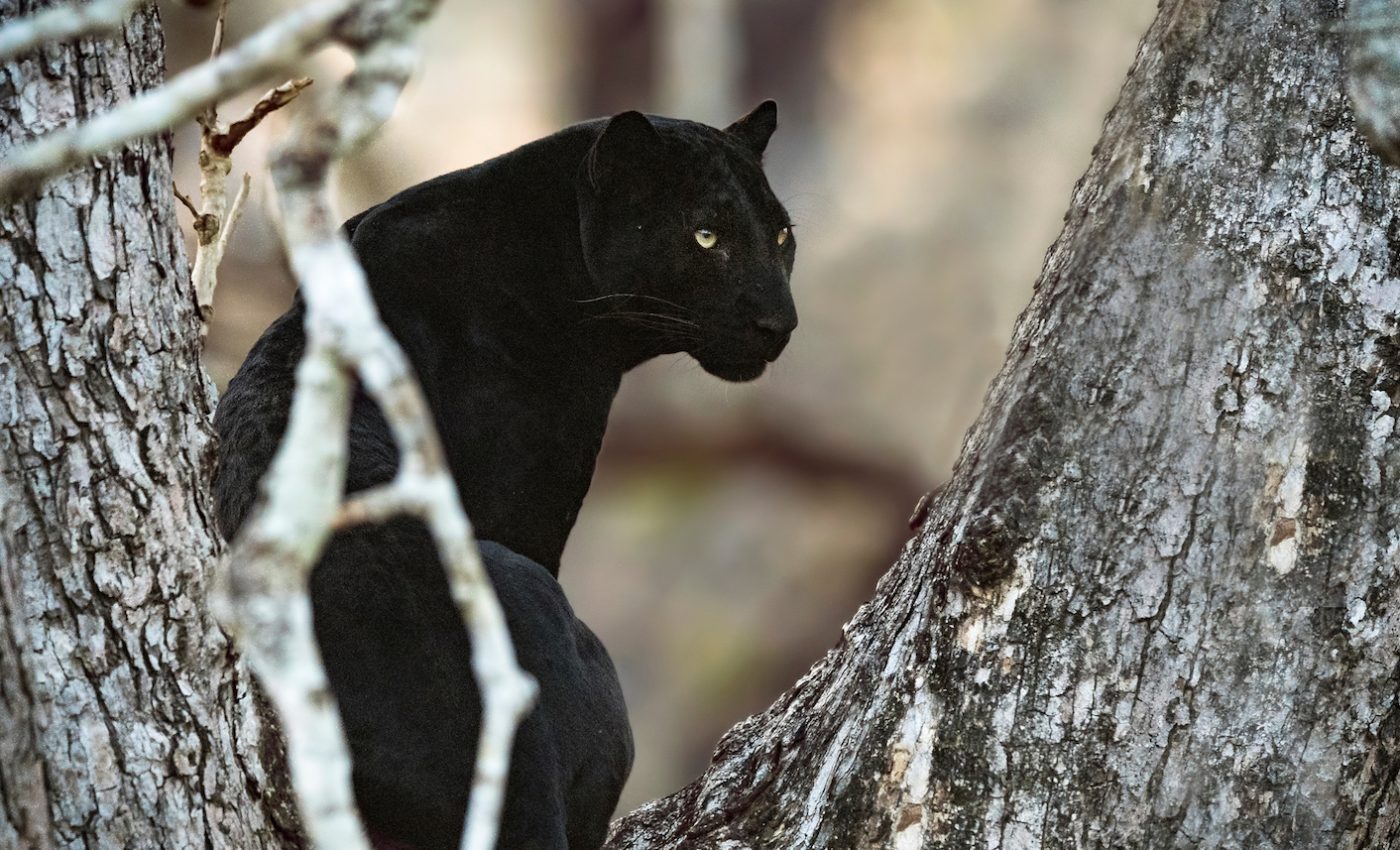 Inky black all over: The evolutionary implications of melanism