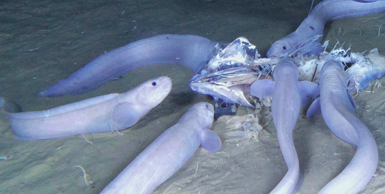 Three new species discovered in the deepest parts of the Pacific