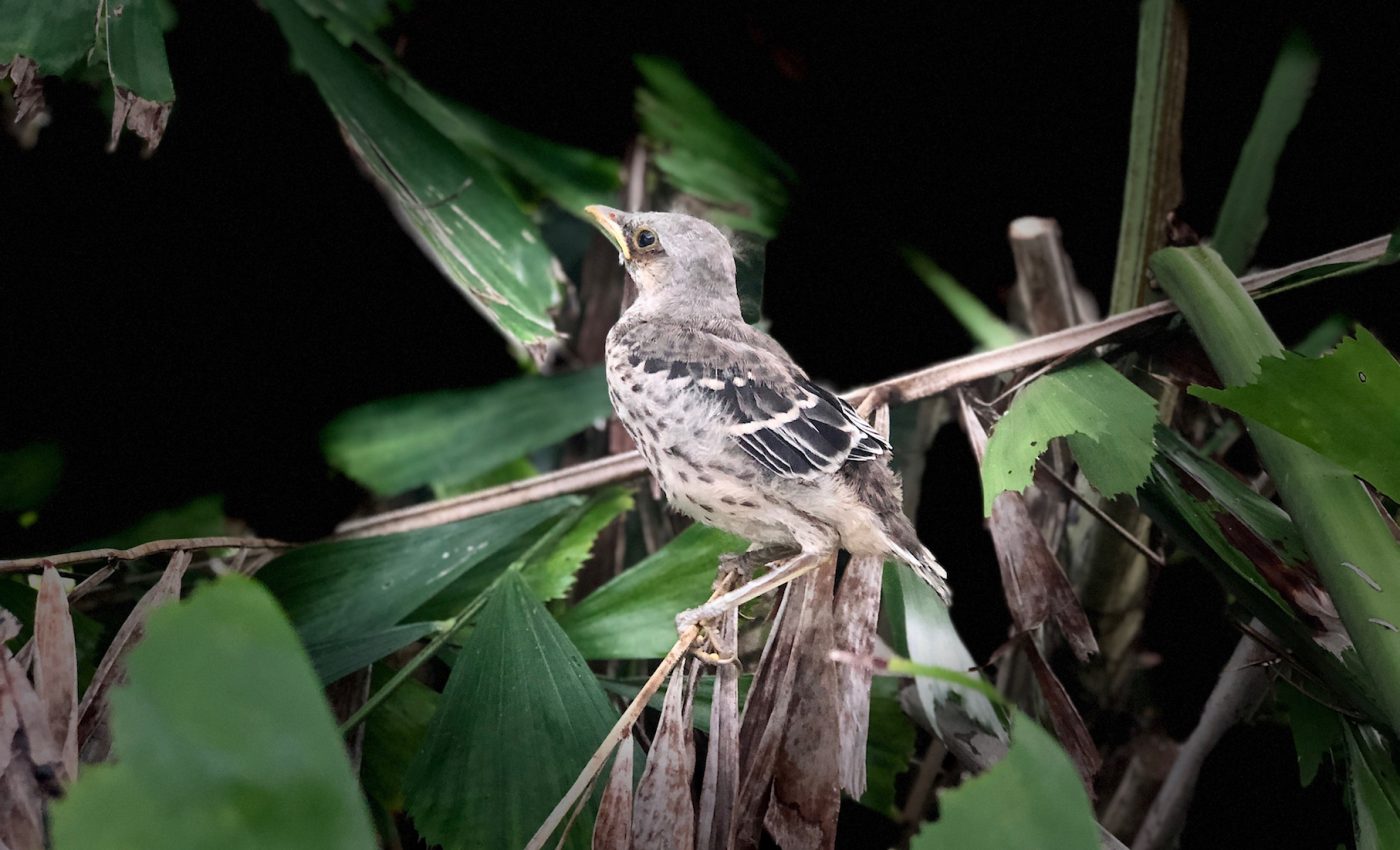 Mini cameras give rare glimpse into when baby birds leave the nest