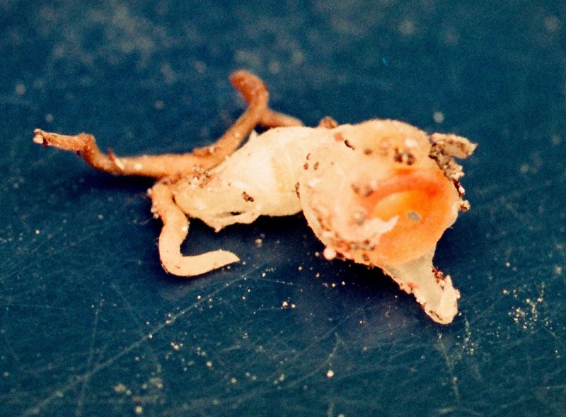 New plant species discovered in Japan may already be extinct