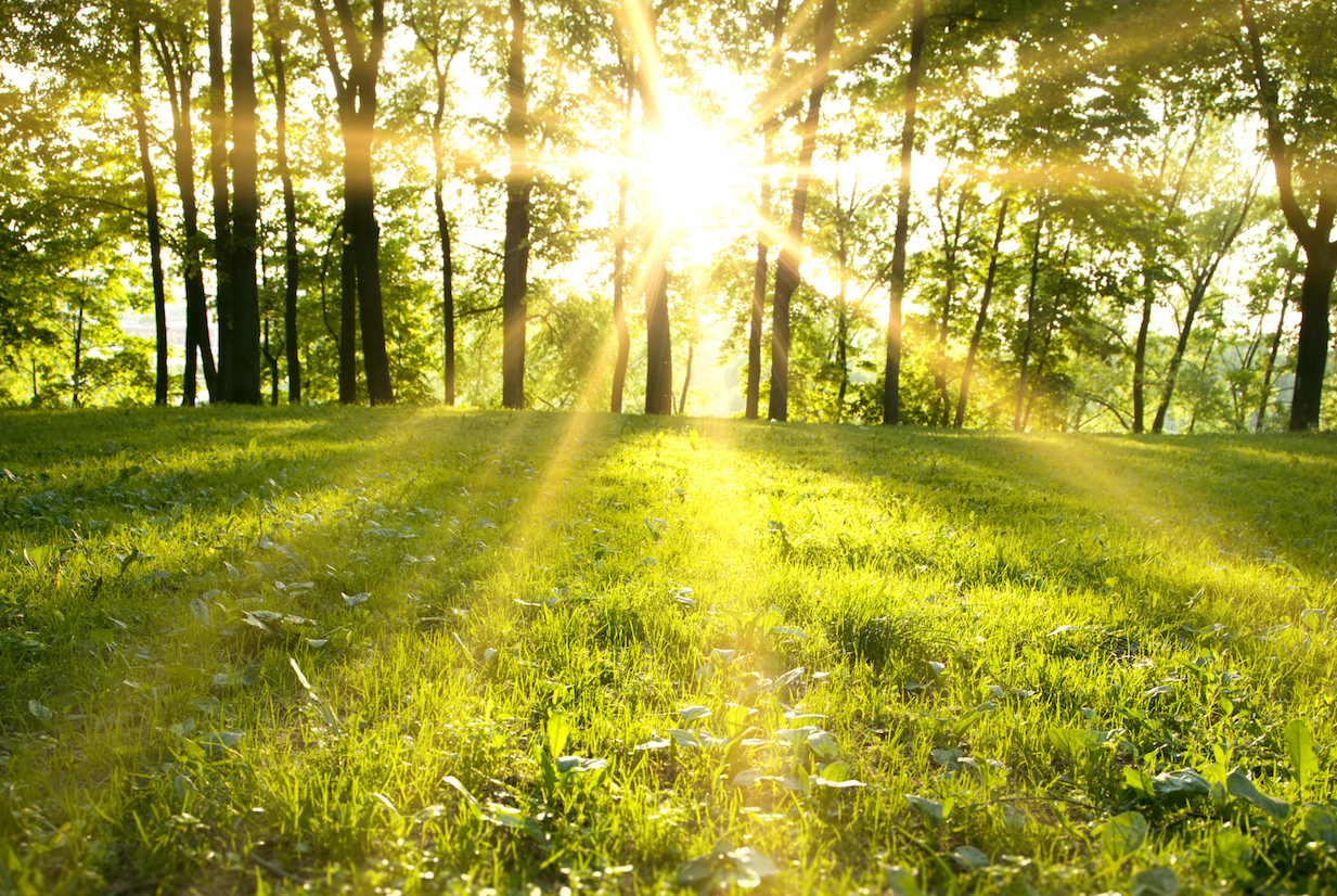 Spring is arriving earlier but unevenly, disrupting animal rhythms