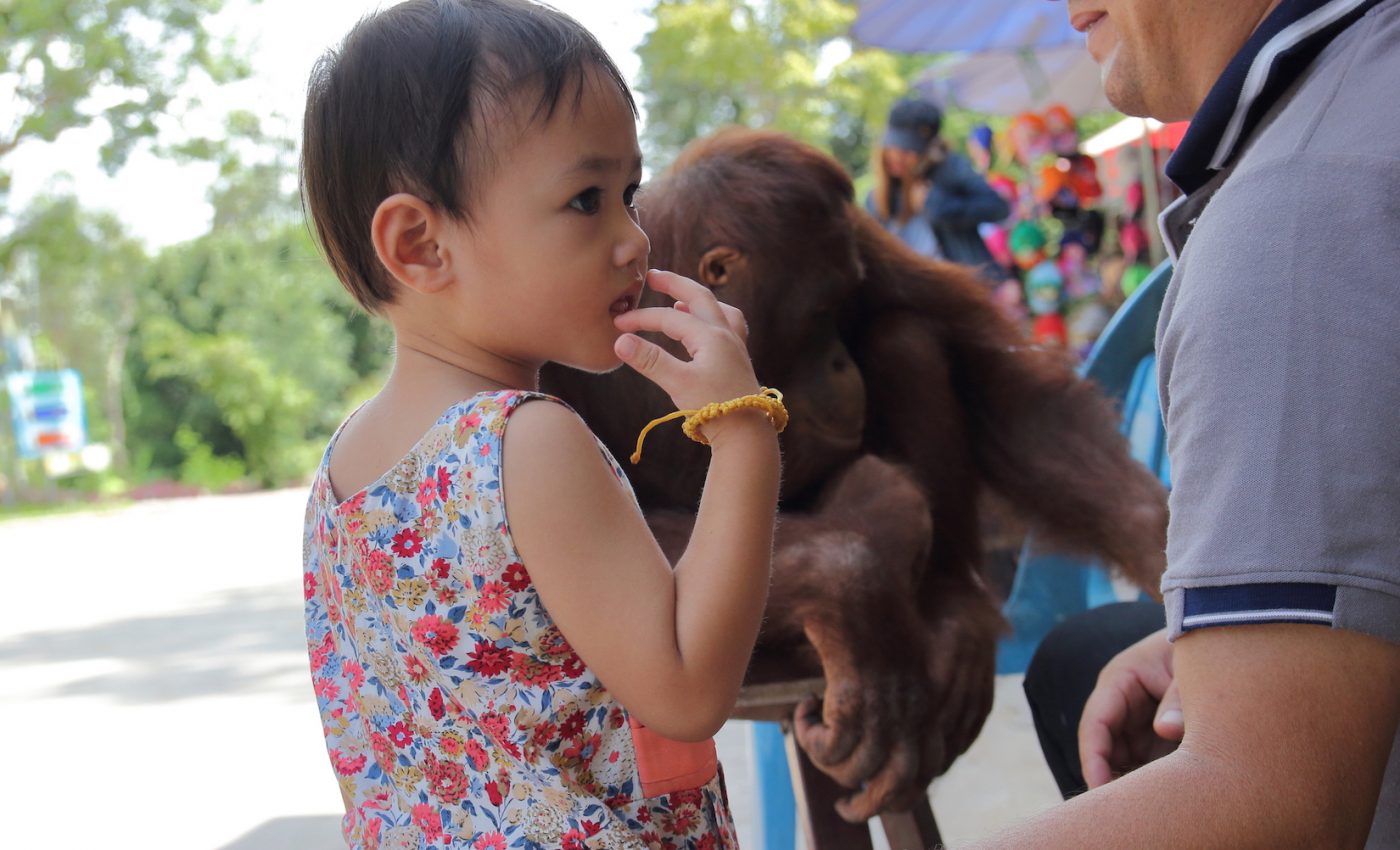 Toddlers and chimps share many of the same gestures to communicate