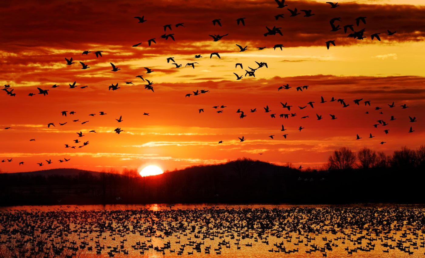 Bird migration forecasts can help back conservation efforts