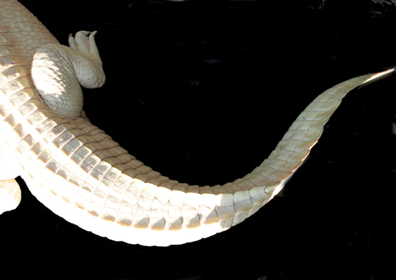 Leucistic animals are not to be confused with albino animals