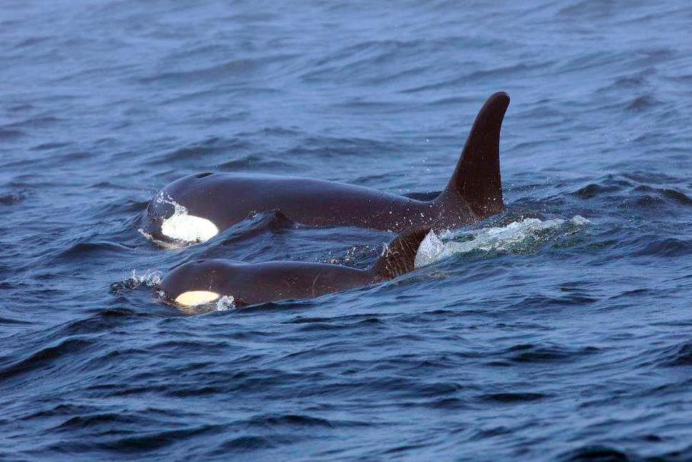 Biologists rush to save sick and endangered orca whale