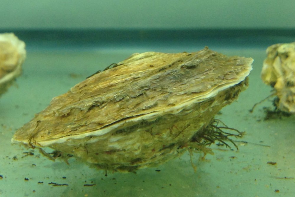 Oil dispersants could damage marine life while protecting coast