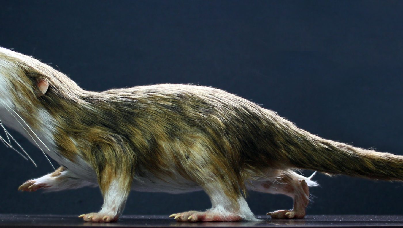 Mammals evolved to shrink in size and it was key to their success