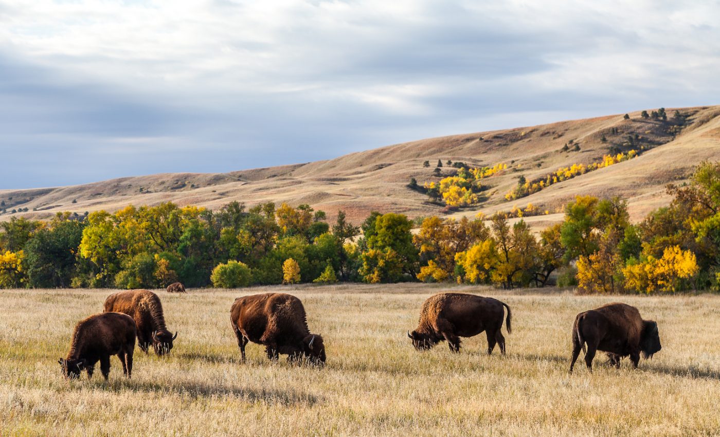 The lost world of the American Serengeti