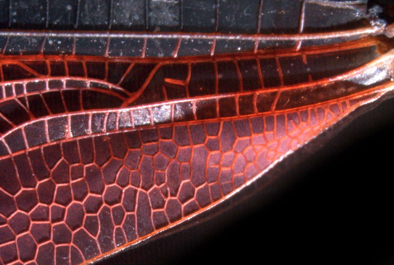 How do insects develop different intricate wing patterns?