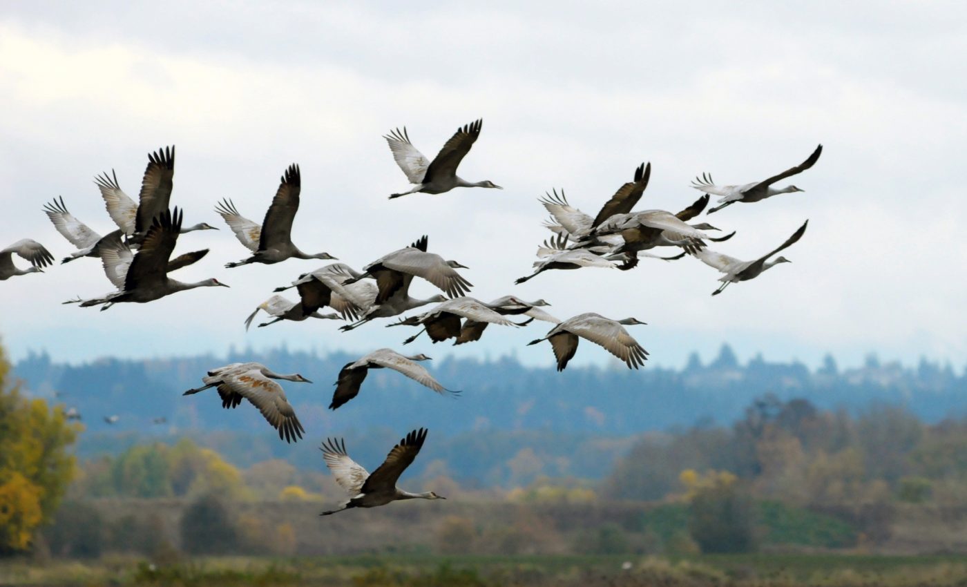 Over 4 billion birds arrive in the U.S. during fall migration