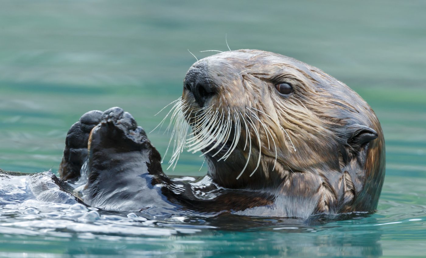 Sea otters use their paws and whiskers to detect prey