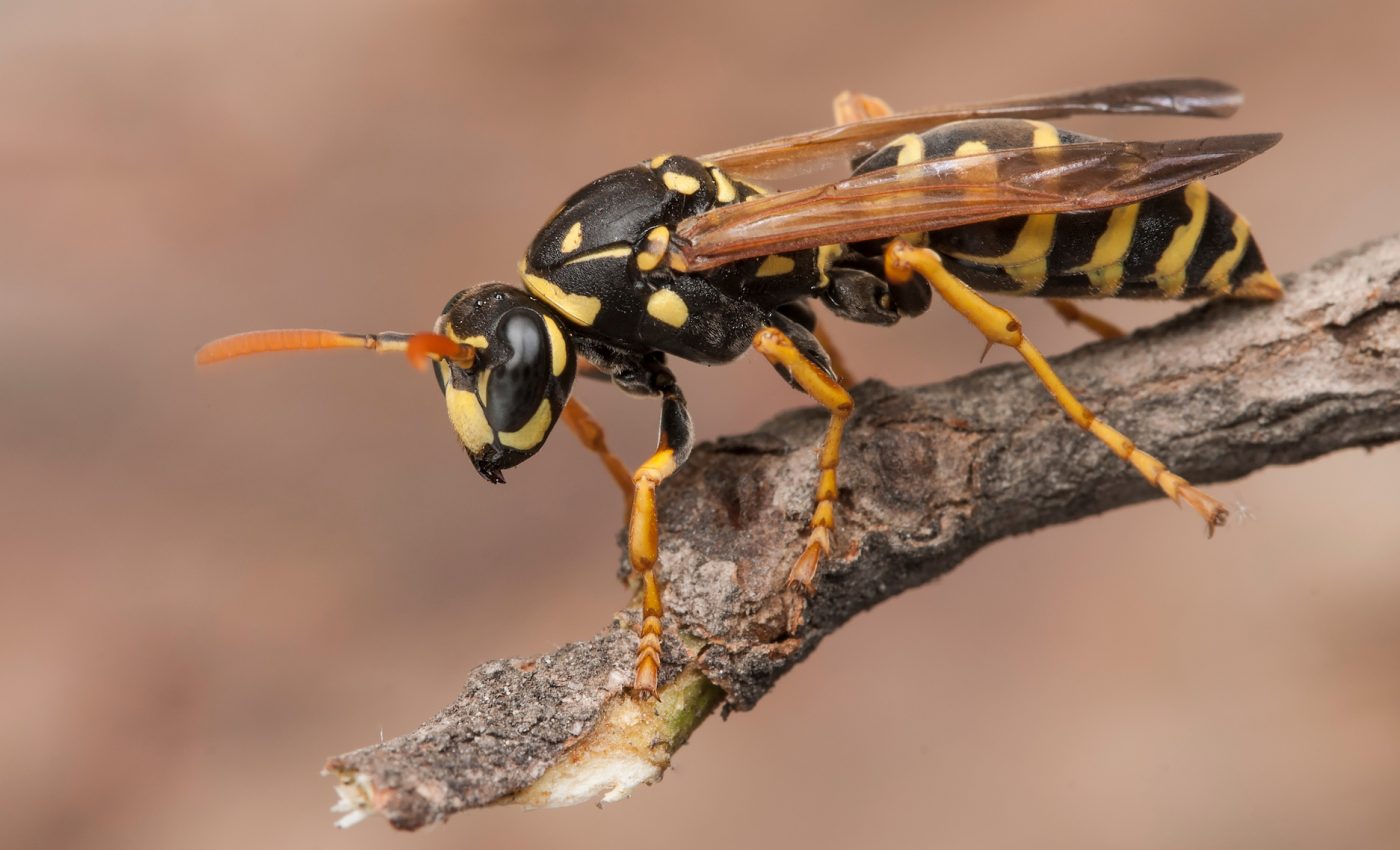 Why do bees get all the love but wasps are so despised?