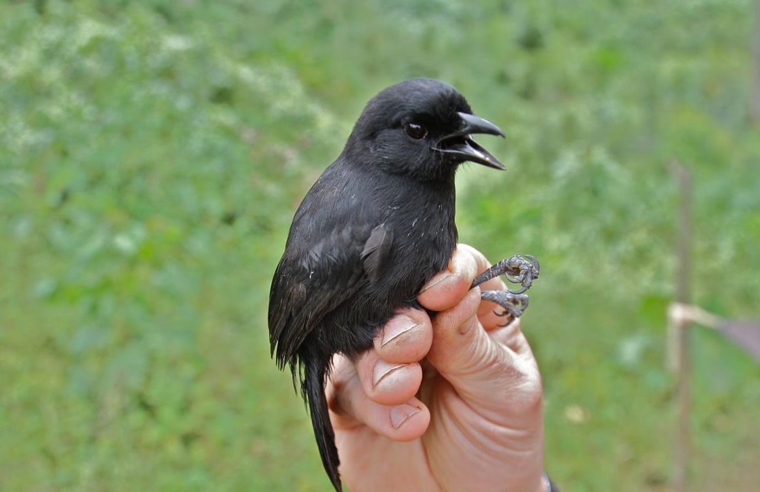 Newly discovered African bird species is likely endangered