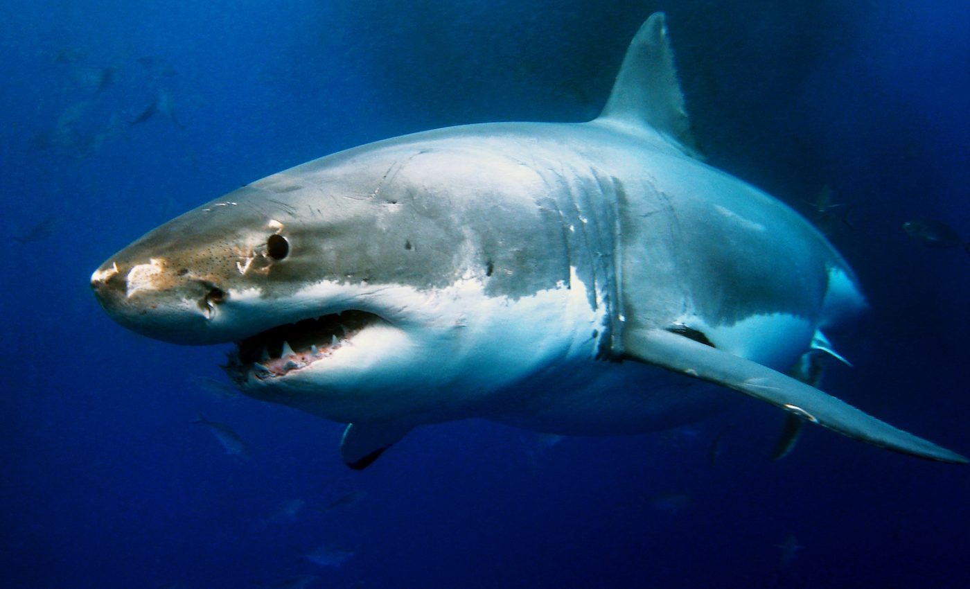 Hidden great white shark feeding lair discovered in the Pacific