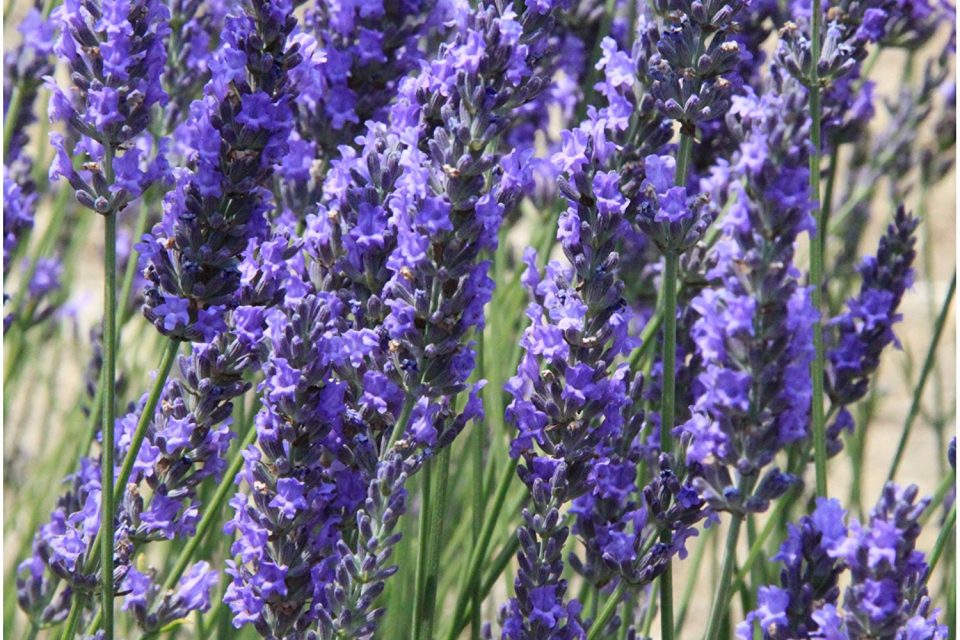 Top 5 Lavender Plant Uses