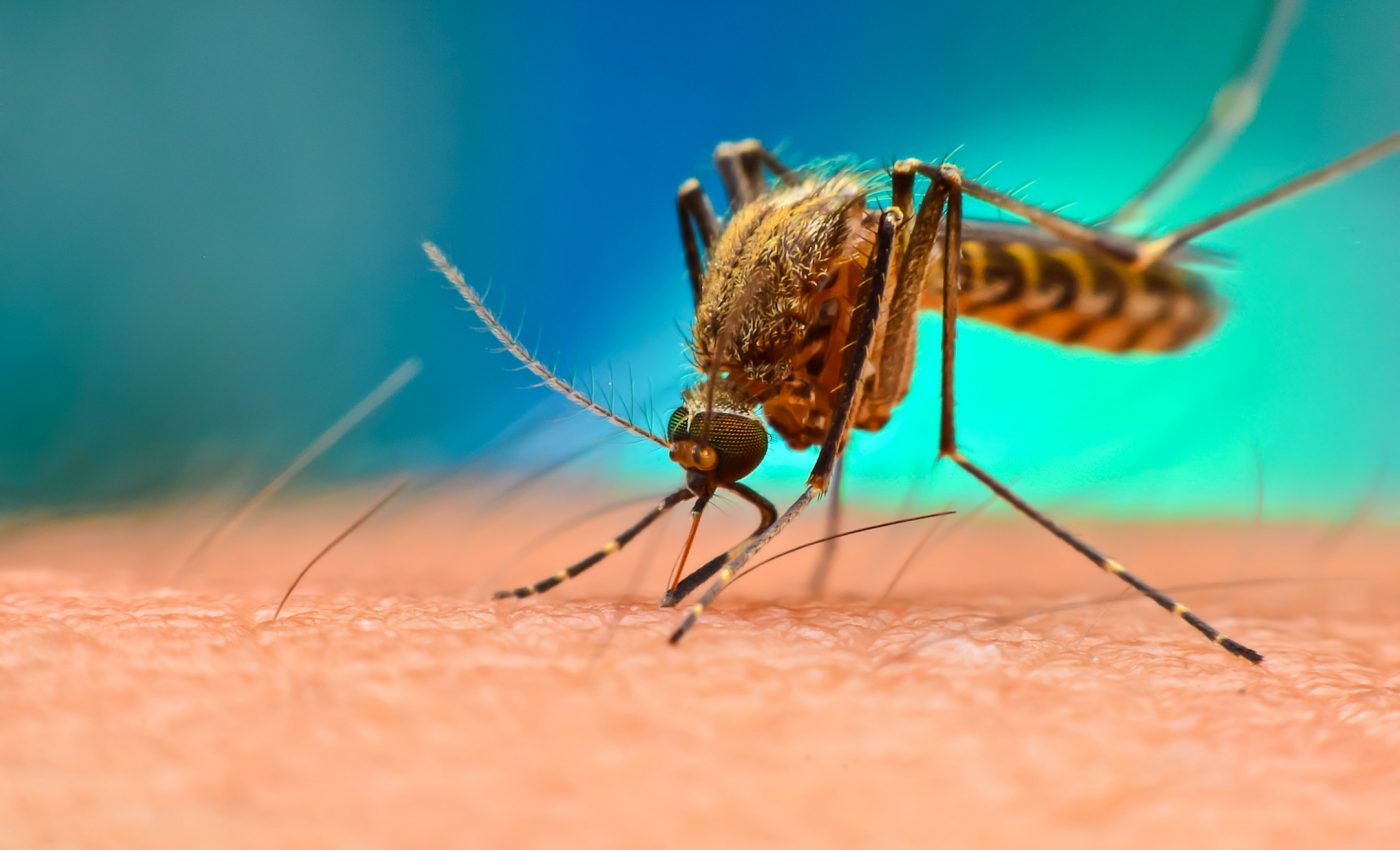 Microplastics spread through insects hatched in contaminated water