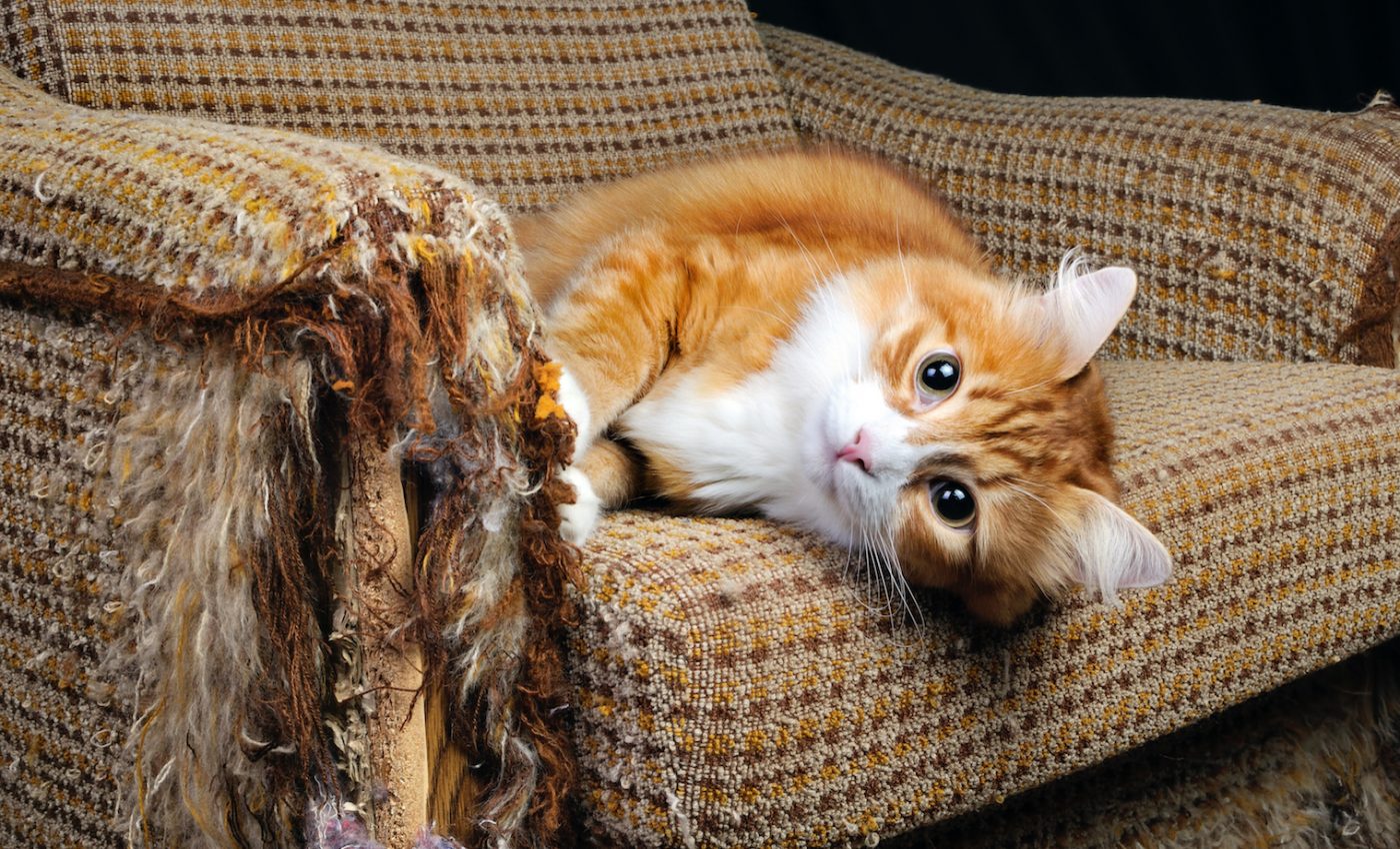 Chemical pollutants in household products are harmful to cats