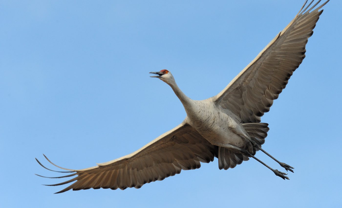Agriculture can both help and hurt annual bird migrations