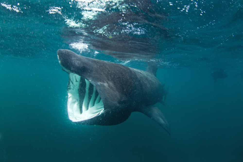 Basking sharks hide some serious swimming skills