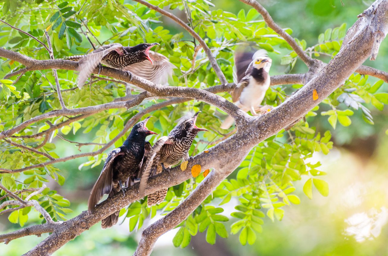 Take my kid: Brood parasitism in the animal kingdom