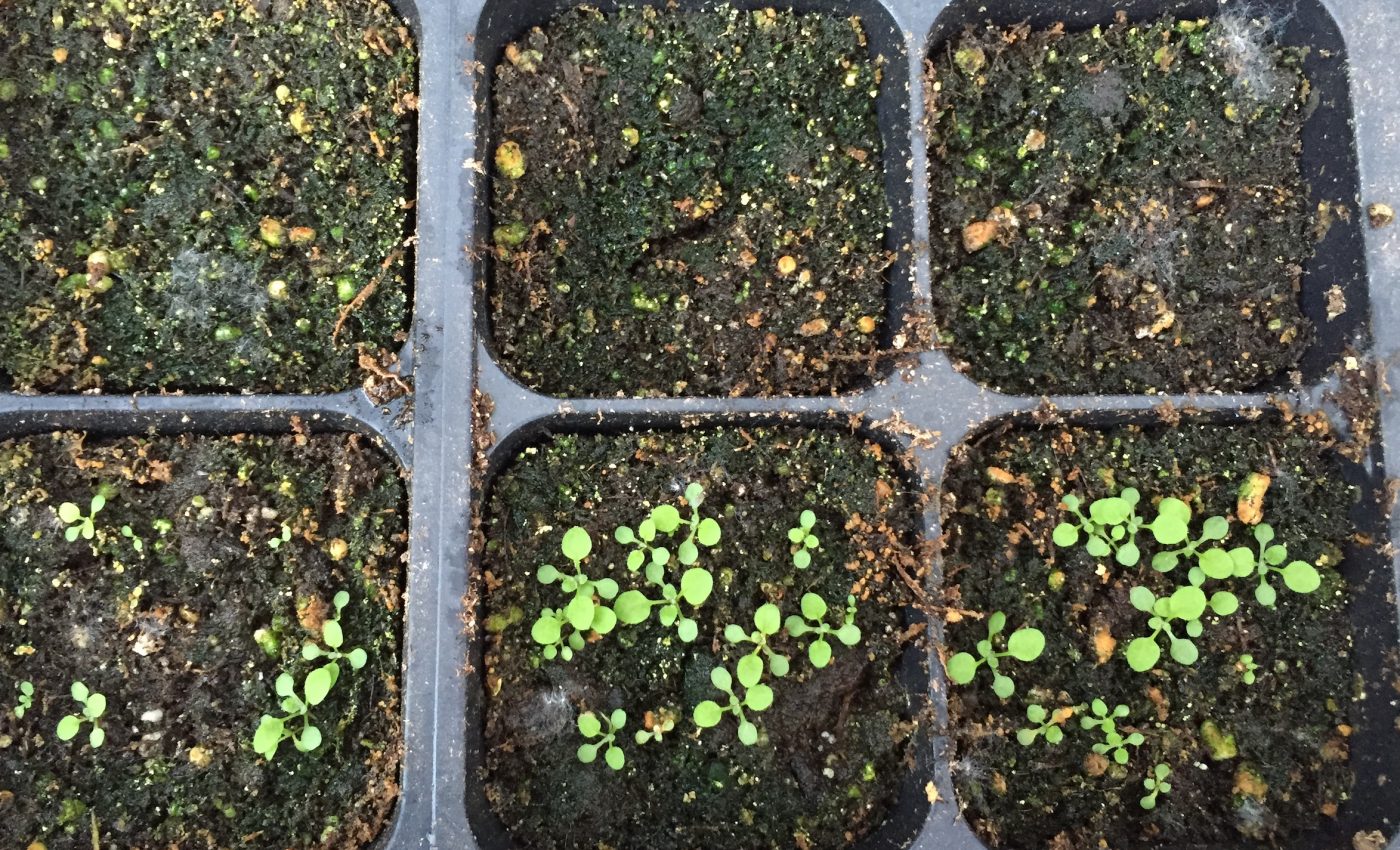 Key morning gene activity tells plants that it’s time to flower