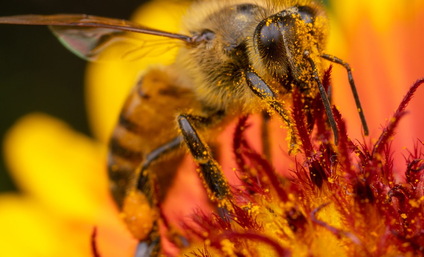 Most popular weed killer linked to declining bee populations