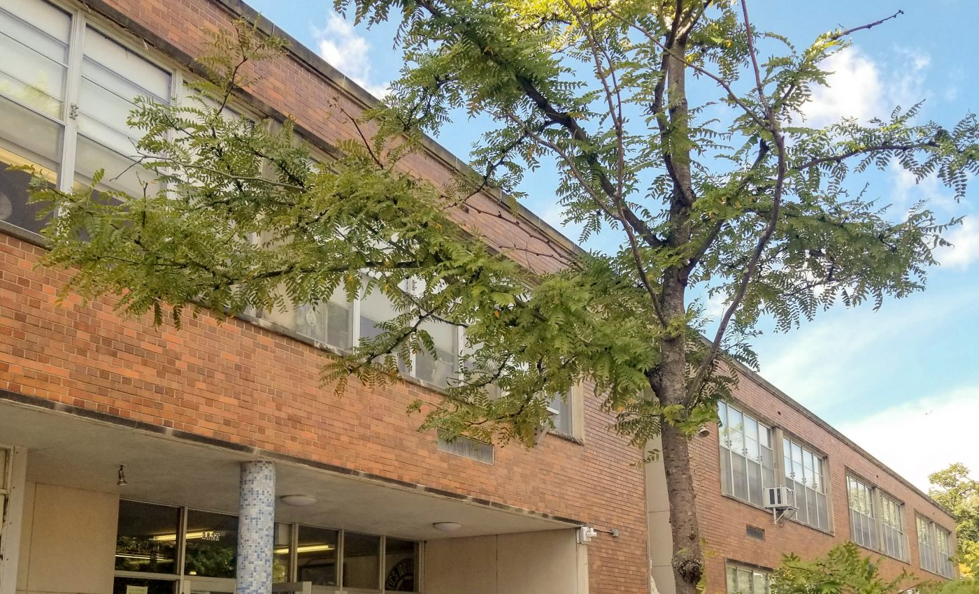 Planting trees at disadvantaged schools can improve performance