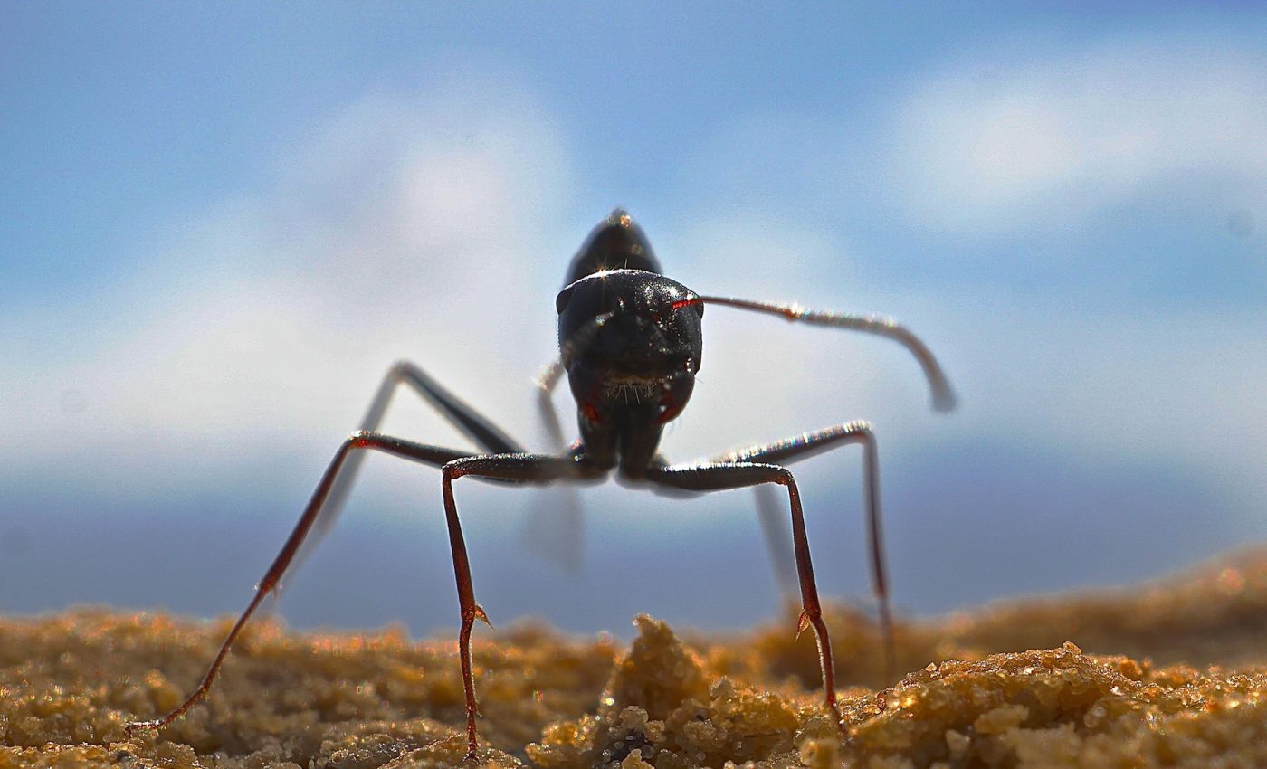 Desert ants remember food smells for the rest of their lives