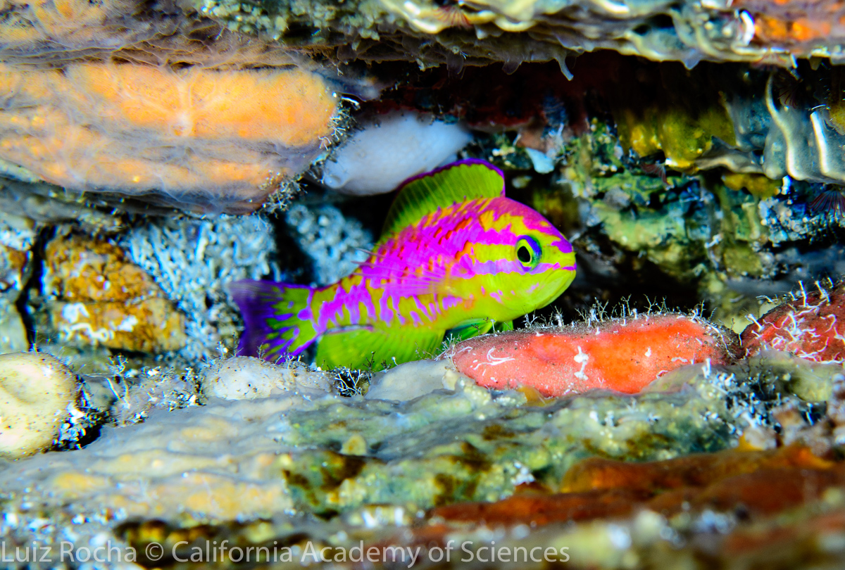 New species of neon-colored reef fish found in a twilight zone
