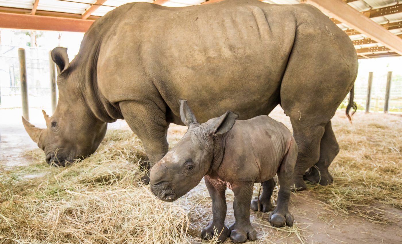 Florida zoo welcomes new southern white rhinoceros calf
