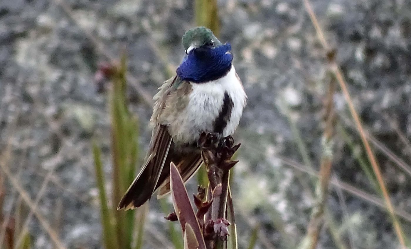 Hummingbird species newly discovered, already endangered
