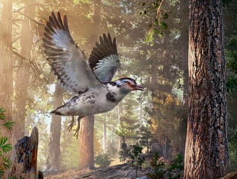 Fossils shed light on the link between modern birds and dinosaurs