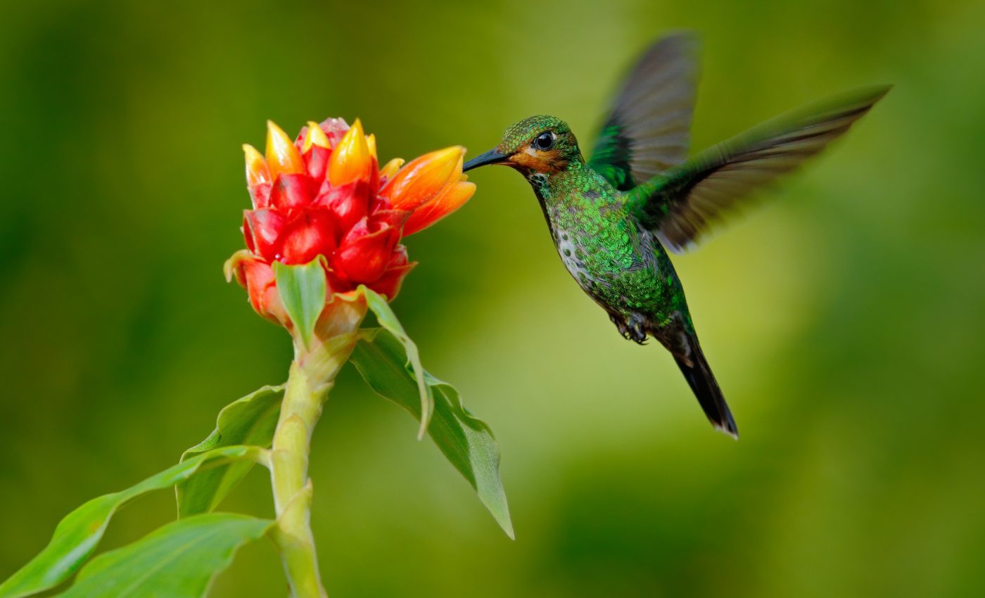Hovering bats and hummingbirds can help improve flying robots