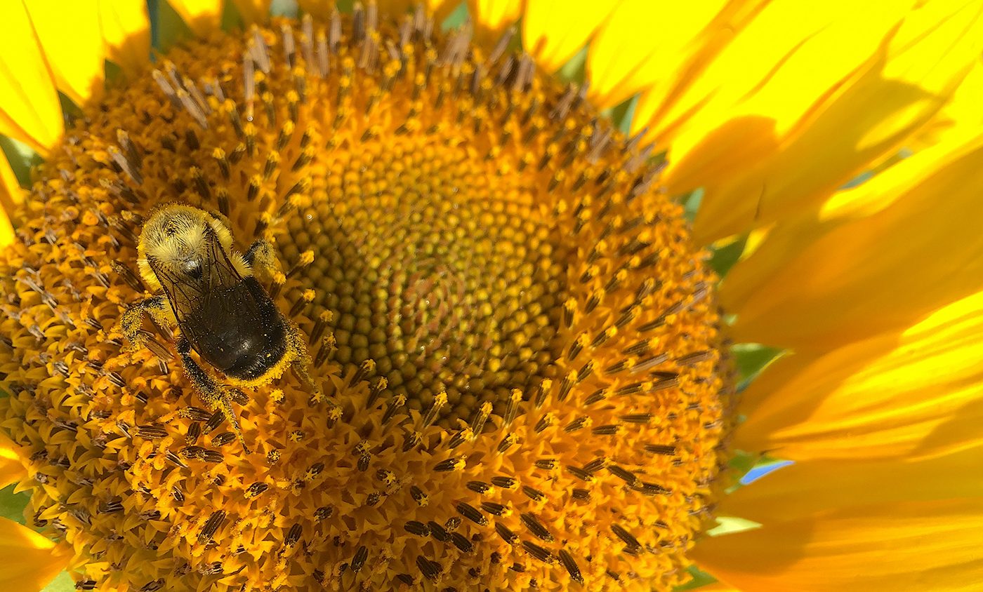 Sunflower pollen protects bees from infection