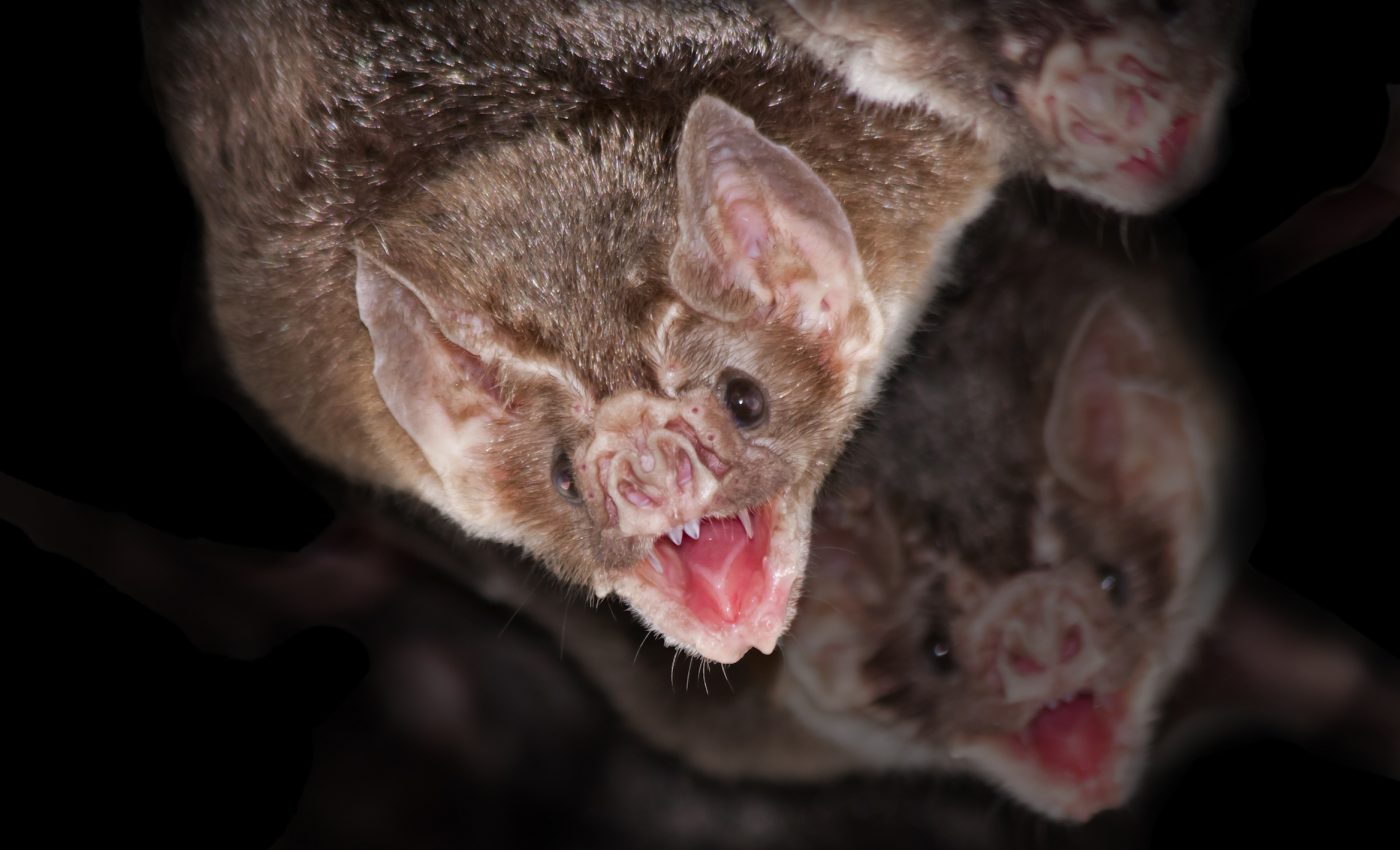 Vampire bats carry bacteria that cause deadly infections in humans