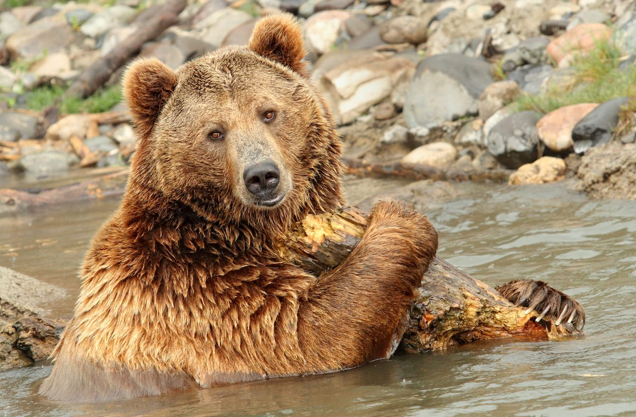 Protection of Yellowstone Grizzly Bears has been upheld by the court