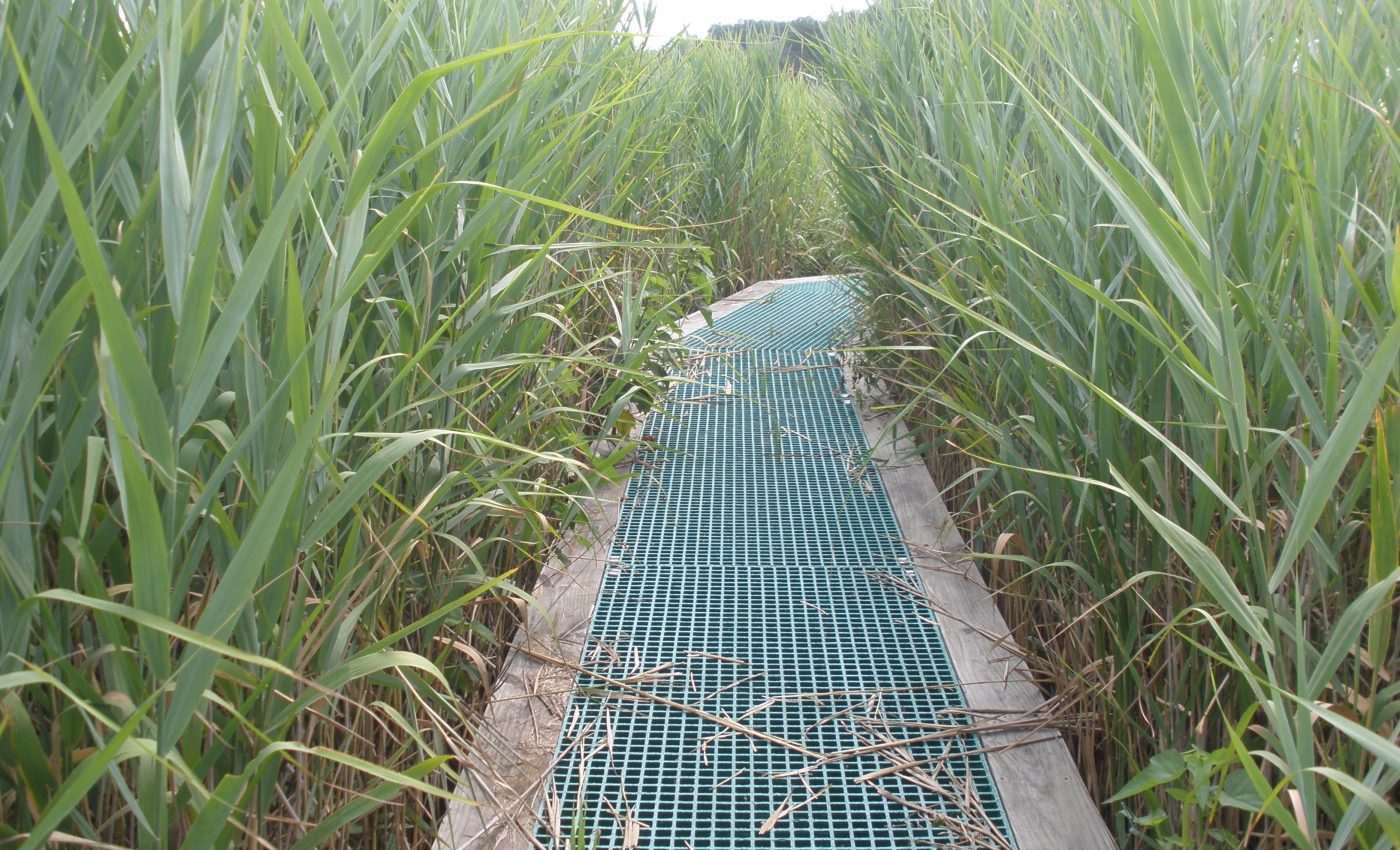 Some invasive plant species help store more blue carbon